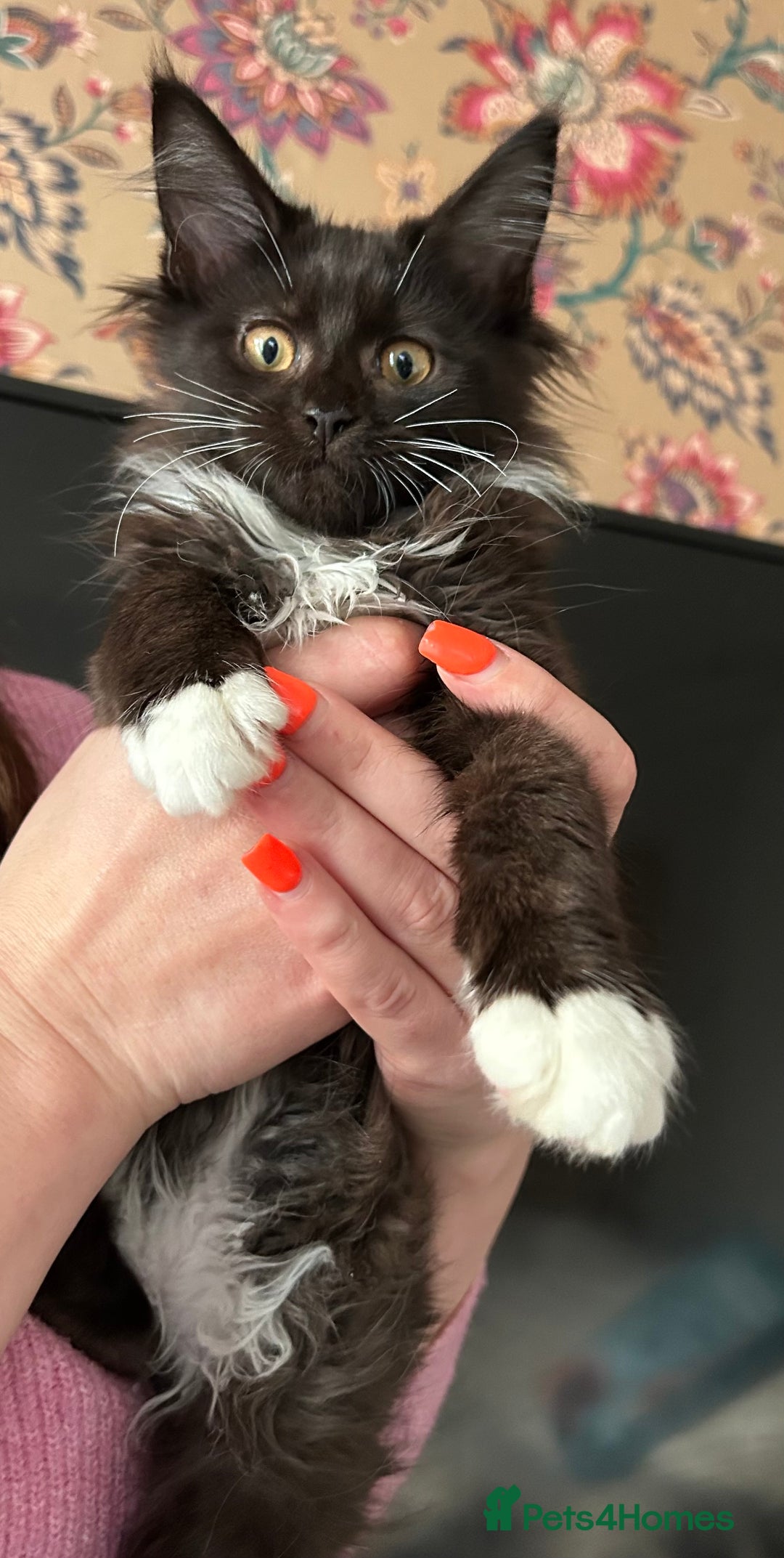 Maine Coon cats for sale: Maine coon kittens  - Advert 6