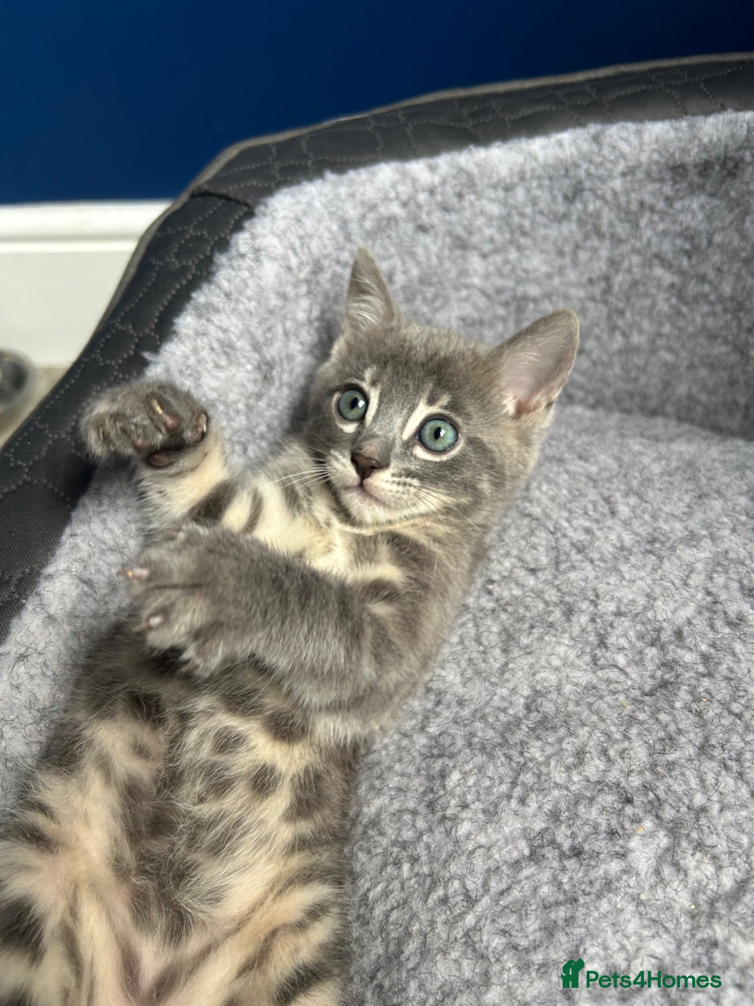 Bengal cats 3 Female Blue TICA Registered Bengal kittens  - Advert 13