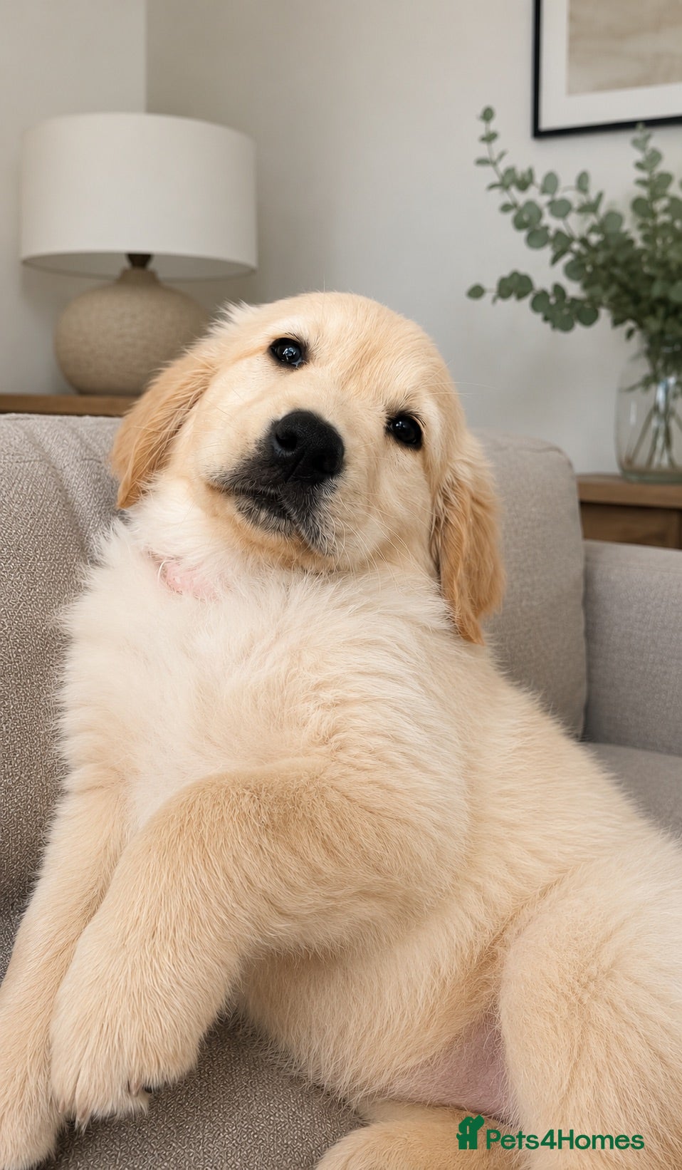 Golden Retriever dogs Ready now - Kc, extensively health tested   - Advert 10