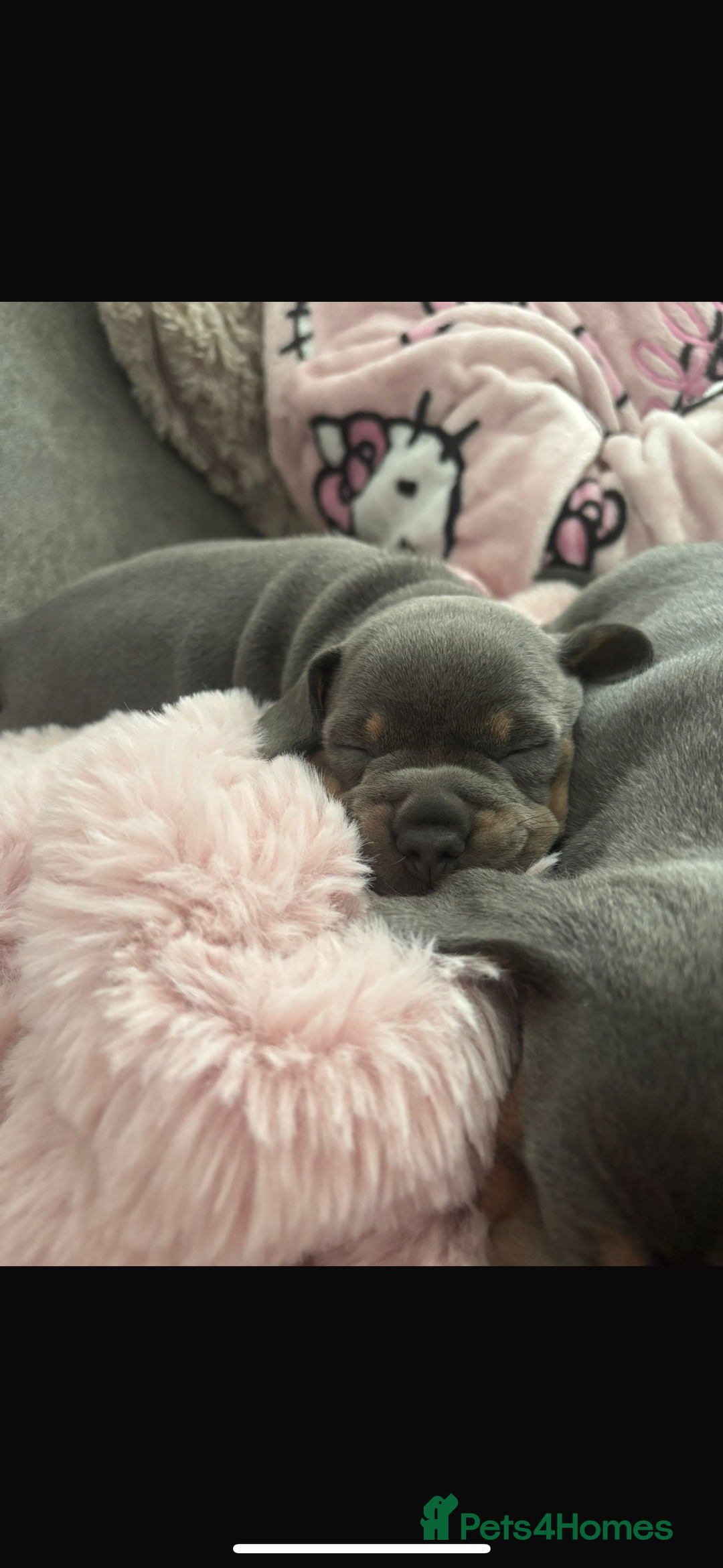 Mixed Breed dogs for sale: two blue & tan french weiners - Image 6