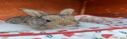 Mixed Breed rabbits for sale: Mixed Gender Rabbits - Advert 11