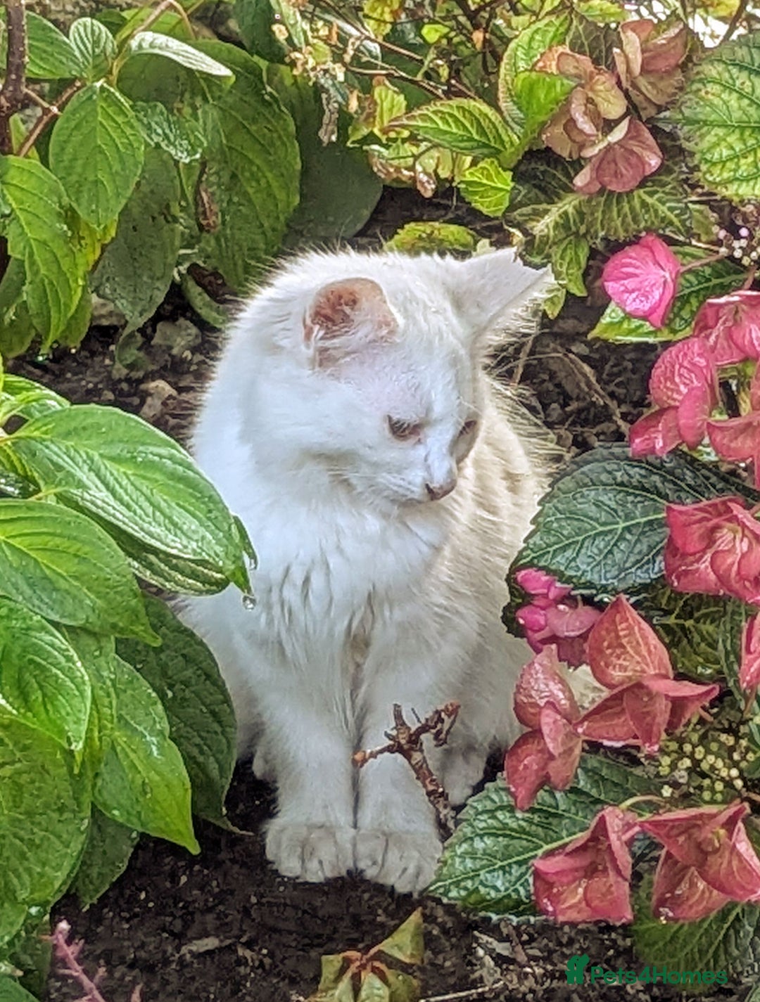 Mixed Breed cats for sale: Premium kittens for sale - Image 20