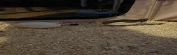 Quail poultry for sale: Chinese button quail  in Oswestry - Advert 4