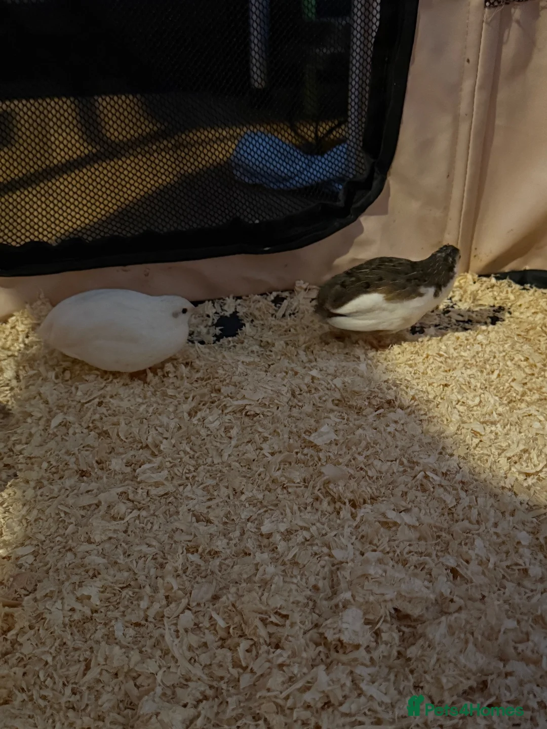 Quail poultry for sale: Chinese button quail  in Oswestry - Advert 4