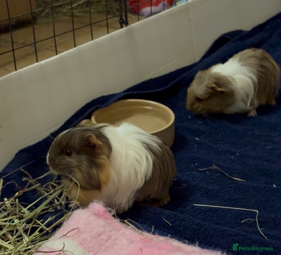 Guinea Pig rodents for sale: 2 Beautiful long haired girls  - Advert 24