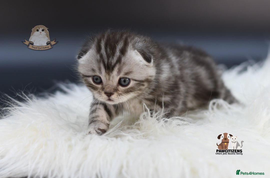 Scottish Fold cats for sale: LICENSED CATTERY, PURE BREED TOP QUALITY KITTENS - Image 14