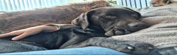 Labrador Retriever dogs for sale: Show type K.C reg labrador puppies, DUE 22/10/26. - Advert 3
