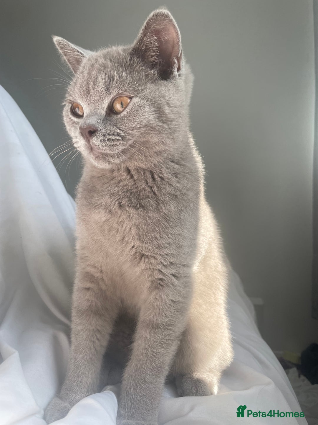 British Shorthair cats for sale: British short hair  - Image 2