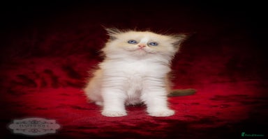 Ragdoll cats Ragdoll Bicolor Kitten Boy LPCA - Advert 7