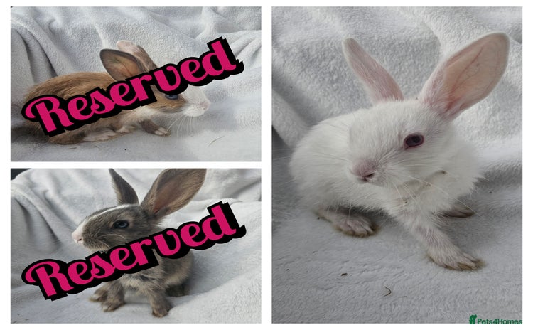 Mixed Breed rabbits - Advert 2