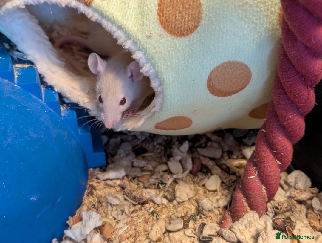 Rat rodents for sale: Adorable Dumbo and Fancy Rats - Image 9