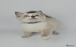 Ragdoll cats for sale: 🤍 STUNNING GCCF REGISTERED RAGDOLL KITTENS 🤍🤍 - Image 2