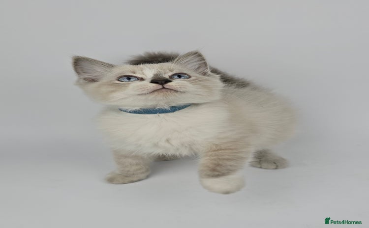 Ragdoll cats - Advert 16