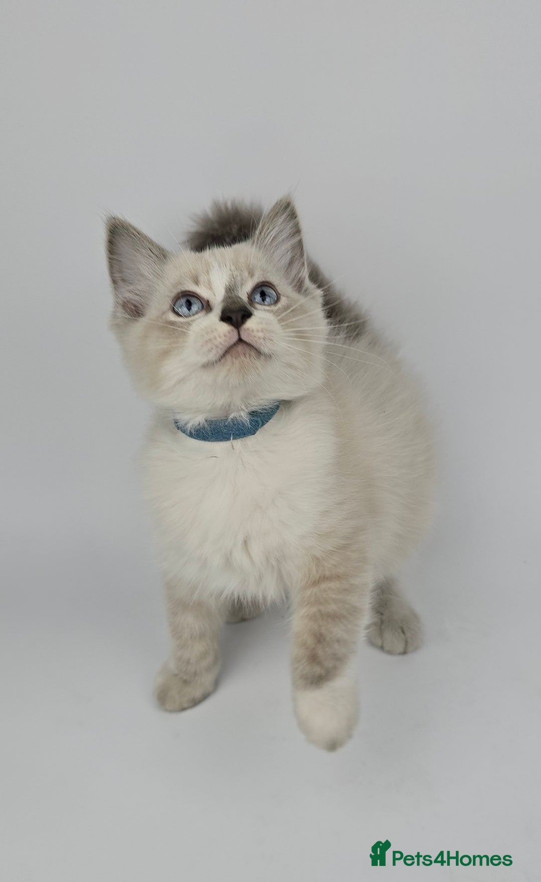Ragdoll cats for sale: 🤍 STUNNING GCCF REGISTERED RAGDOLL KITTENS 🤍🤍 - Image 2