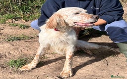 English Setter dogs for adoption: Lar   - Image 6