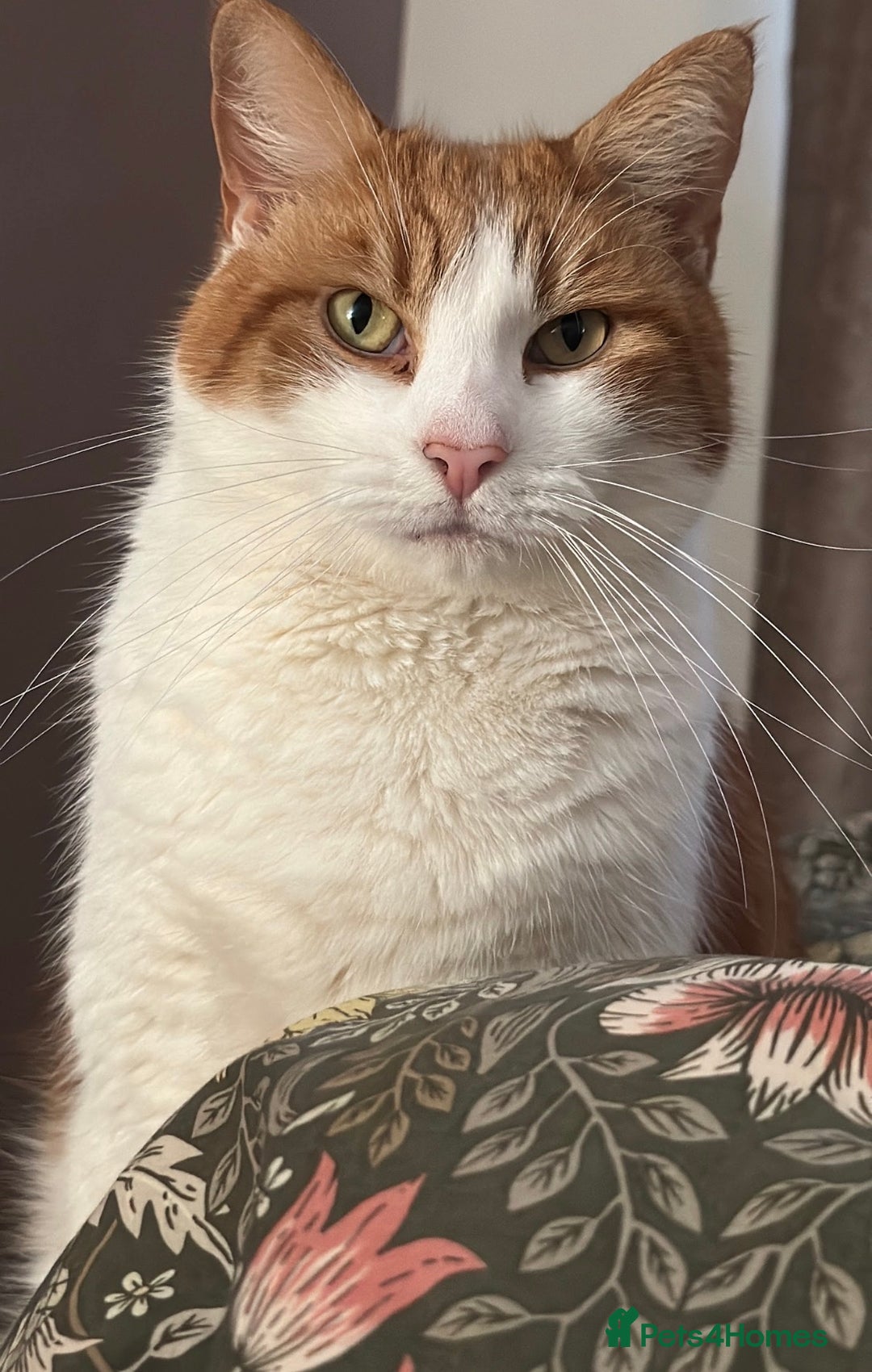 Domestic Shorthair cats for sale: Momie the Foodie - Advert 2