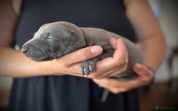 Italian Greyhound dogs for sale: KC Reg Italian Greyhound puppies - Only 1 boy left - Image 8