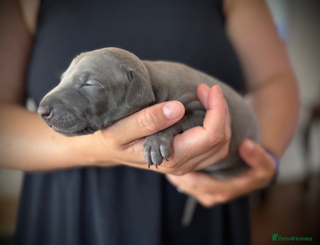 Italian Greyhound dogs for sale: KC Reg Italian Greyhound puppies - Only 1 boy left - Image 8