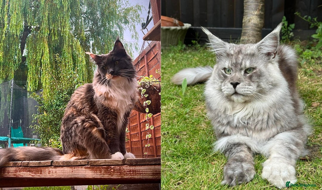 Maine Coon cats for sale: TICA Pedigree Maine Coon Female. - Image 6