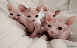 Sphynx cats for sale: Purebred Sphinx available.  - Image 14