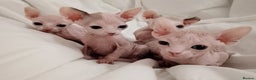 Sphynx cats for sale: Purebred Sphinx available. Ready now.  - Advert 10