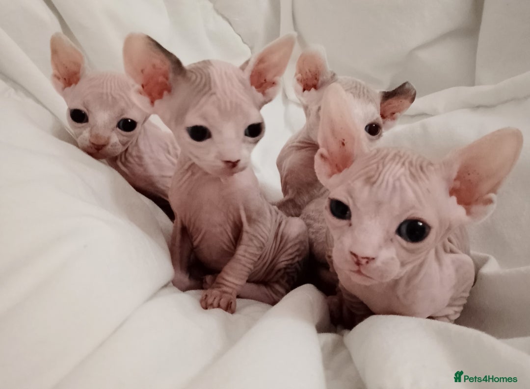 Sphynx cats for sale: Purebred Sphinx available.  - Image 14
