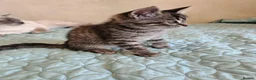 Mixed Breed cats for sale: Blue eyed ragdoll mix kittens - Advert 19