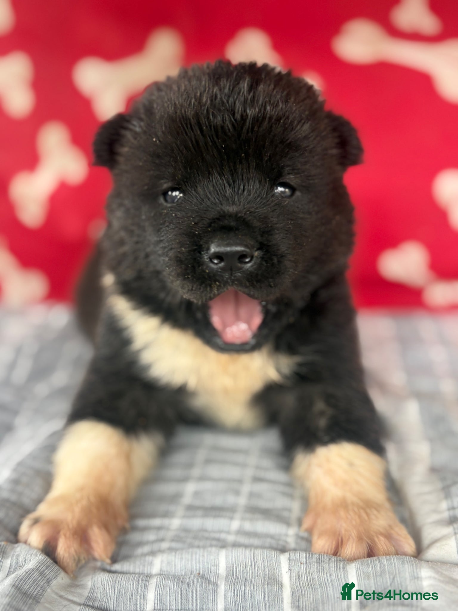 Akita dogs Quality KC registered American Akita Puppies - Advert 1