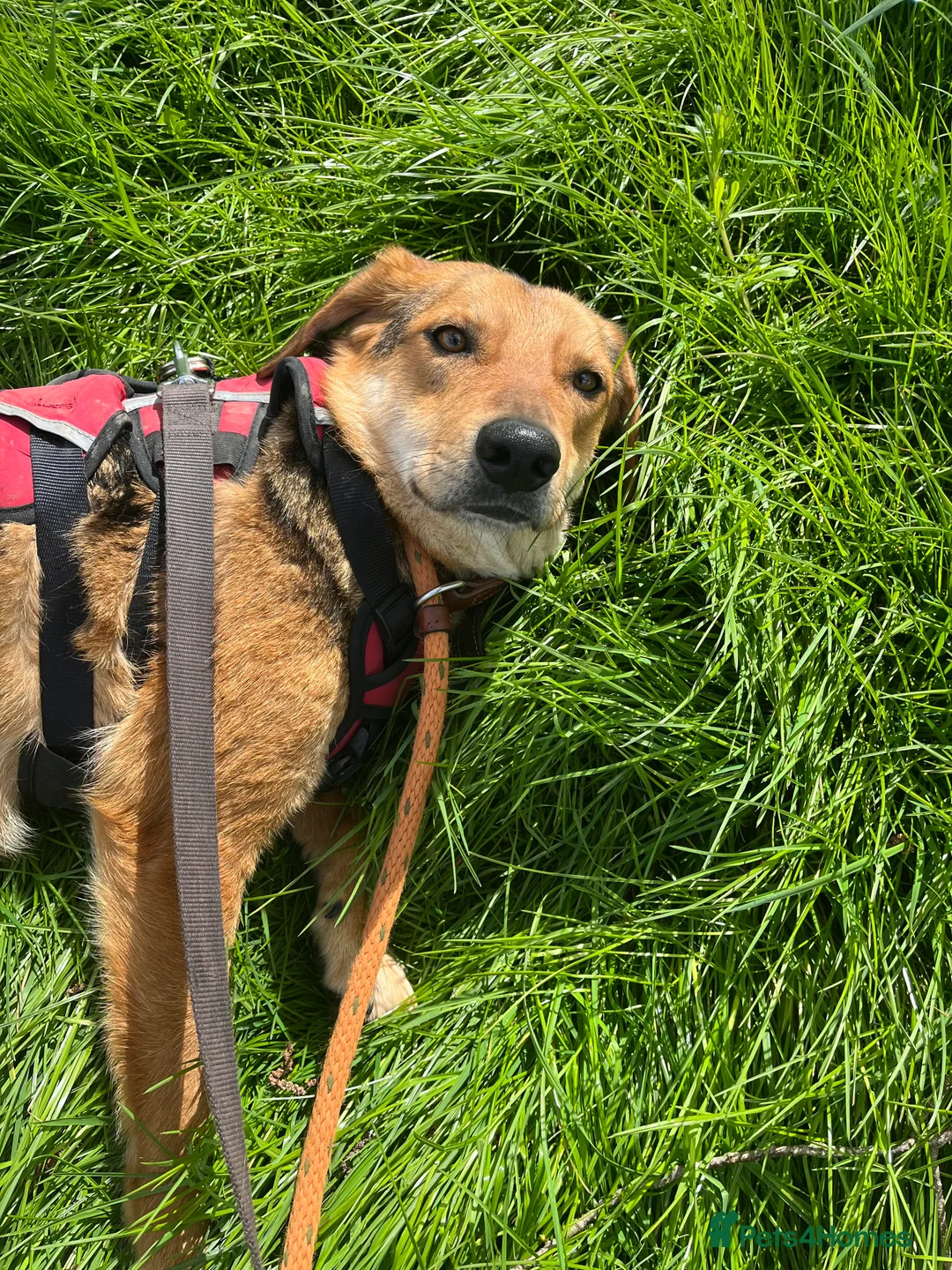 Mixed Breed dogs for adoption: Meet Shiloh, currently residing in Cheshire  in Nantwich - Advert 2