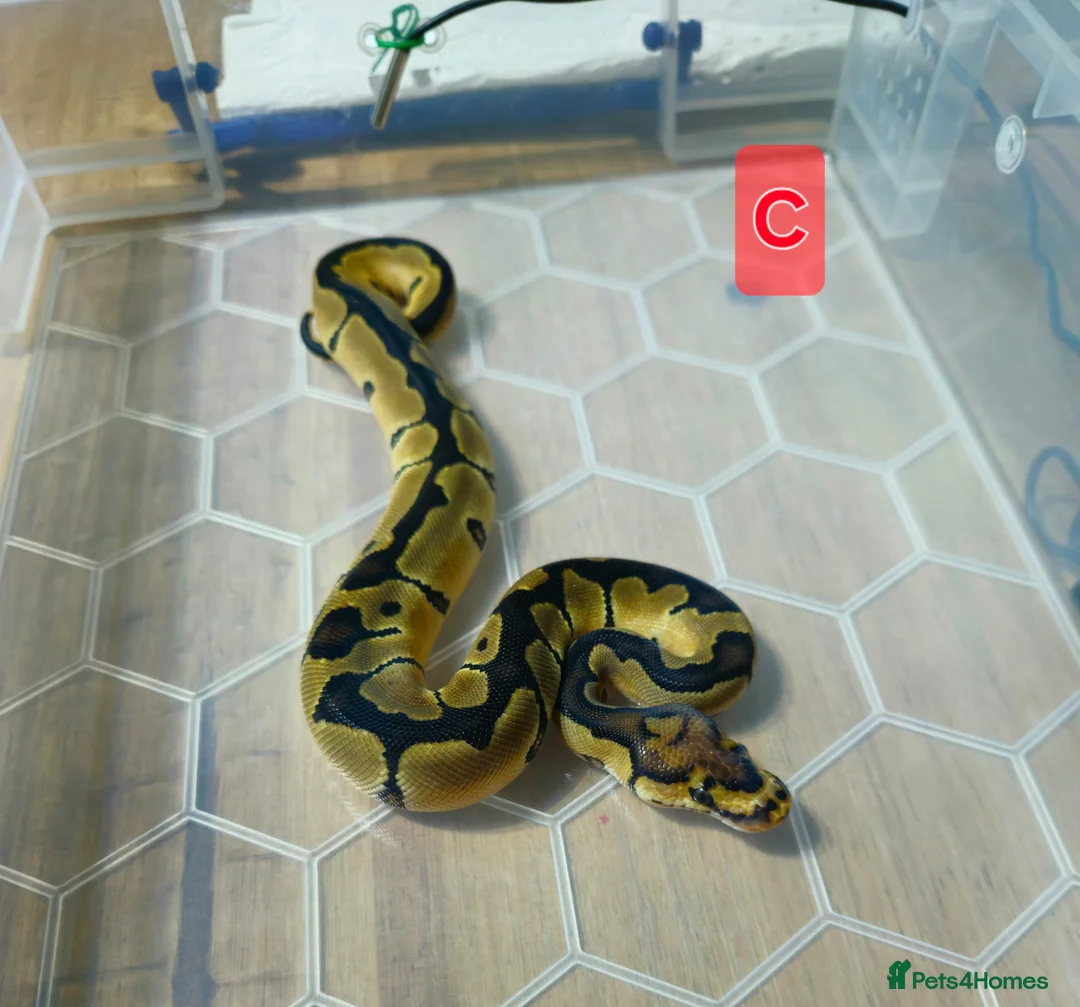 Python Snake reptiles for sale: spotnose and clown ball pythons  - Advert 1