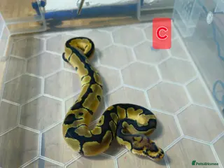 Python Snake reptiles spotnose and clown ball pythons - Advert 14