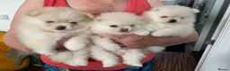 Pomeranian dogs for sale: Stunning pomeranians for sale both parents KC  in Ely - Advert 3