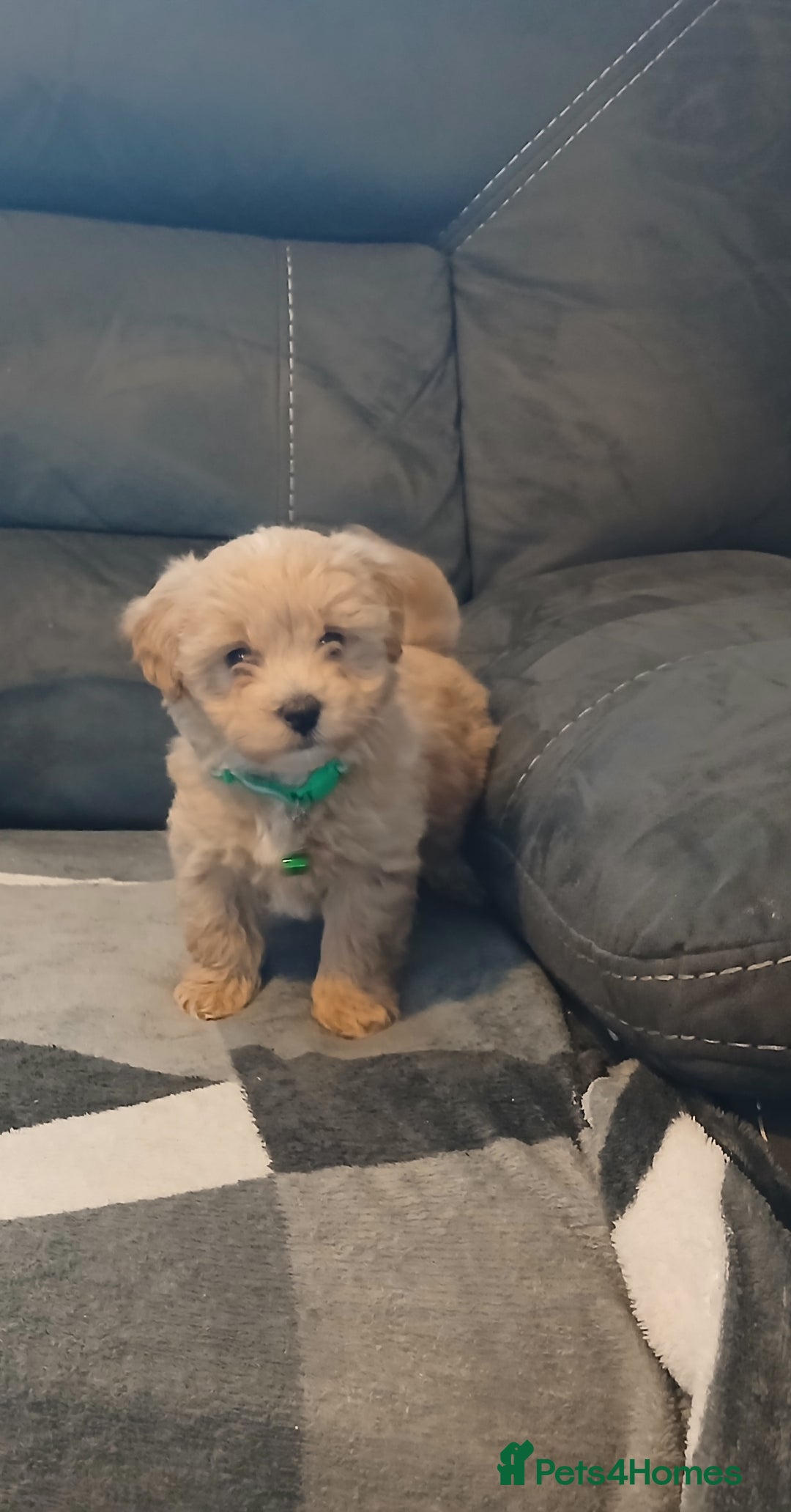 Maltipoo dogs for sale: Maltipoo puppies - Advert 15