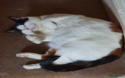 Mixed Breed cats for sale: Tofu for Adoption  - Image 3