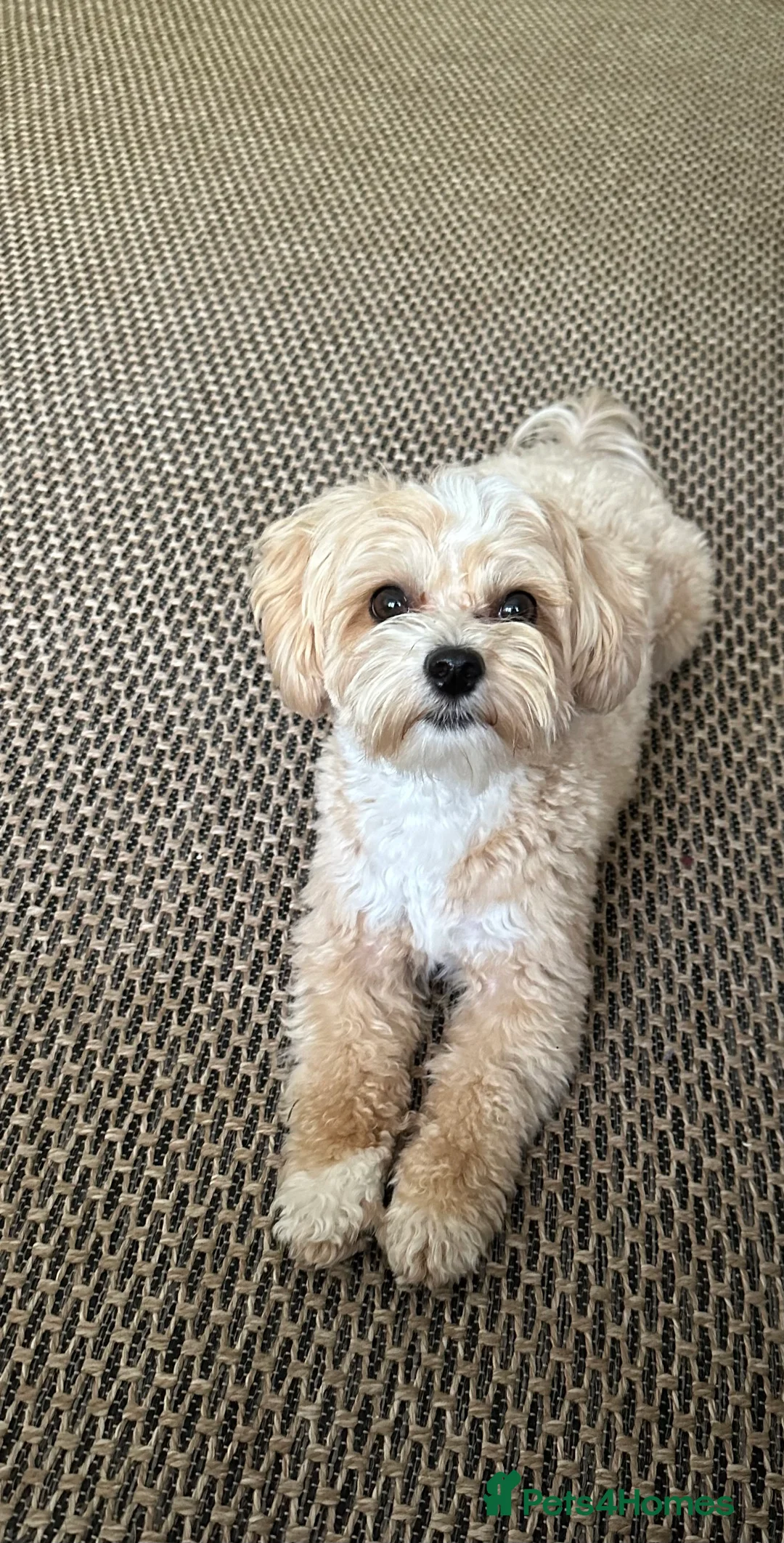 Maltipoo dogs for stud: Beautiful Maltipoo Stud 🐶 in Walsall - Advert 12