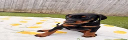 Dobermann dogs for sale: 🏡Viewings Available Now | KC Registered Dobermans - Advert 10