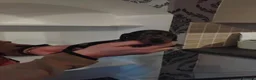 Miniature Dachshund dogs for sale: Kc reg miniature dashchund puppies  - Advert 5
