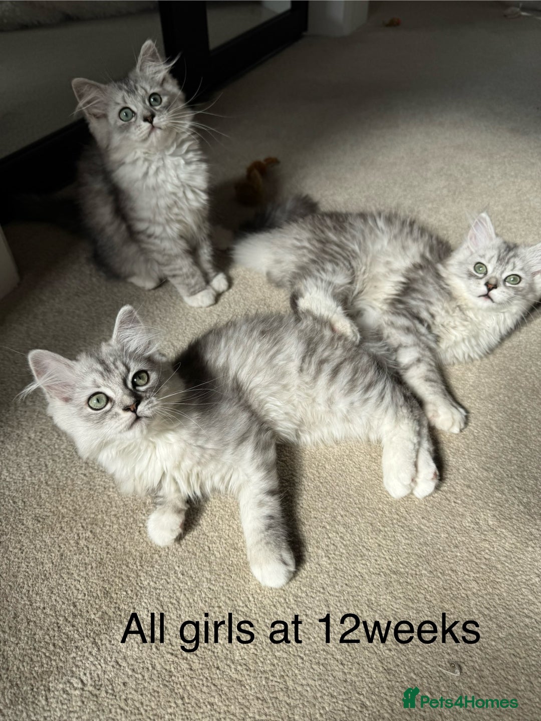 Mixed Breed cats for sale: Persian x Ragdoll kittens - Image 24