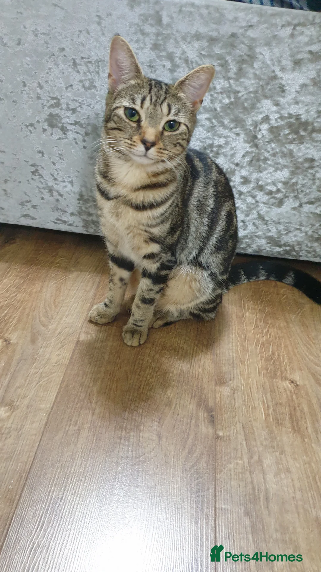 Bengal cats for sale: Bengal cross kittens! - Advert 6