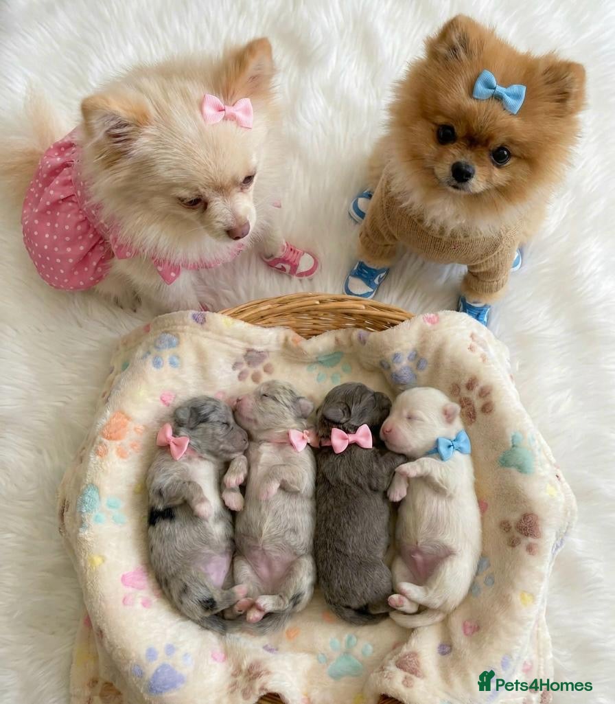 Pomeranian dogs ✨🐾Mini Pom Stars🏆🐶🐾✨ - Advert 4