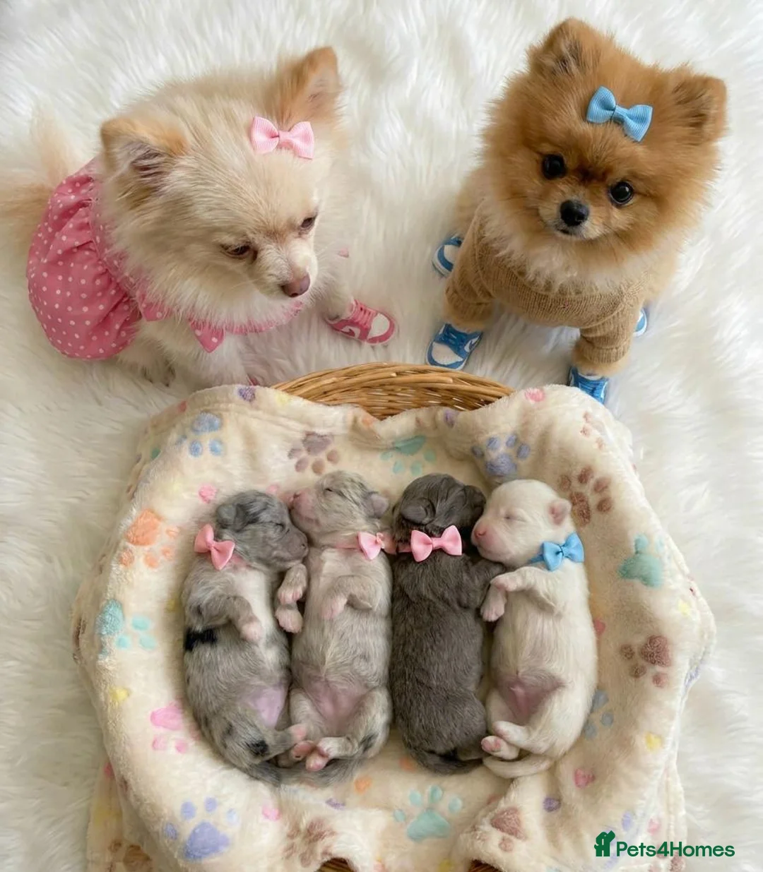Pomeranian dogs for sale: ✨🐾2 Mini Pom Star Left🏆🐶🐾✨ - Advert 1