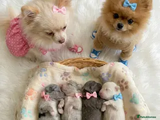 Pomeranian dogs ✨🐾Mini Pom Stars🏆🐶🐾✨ - Advert 6