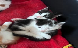 Mixed Breed cats for sale: Gorgeous Fluffy Kittens - Image 24