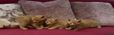 Mixed Breed Kitten (rehomed)