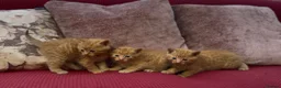 Mixed Breed cats for sale: Stunning Sheba female kitten - Advert 15