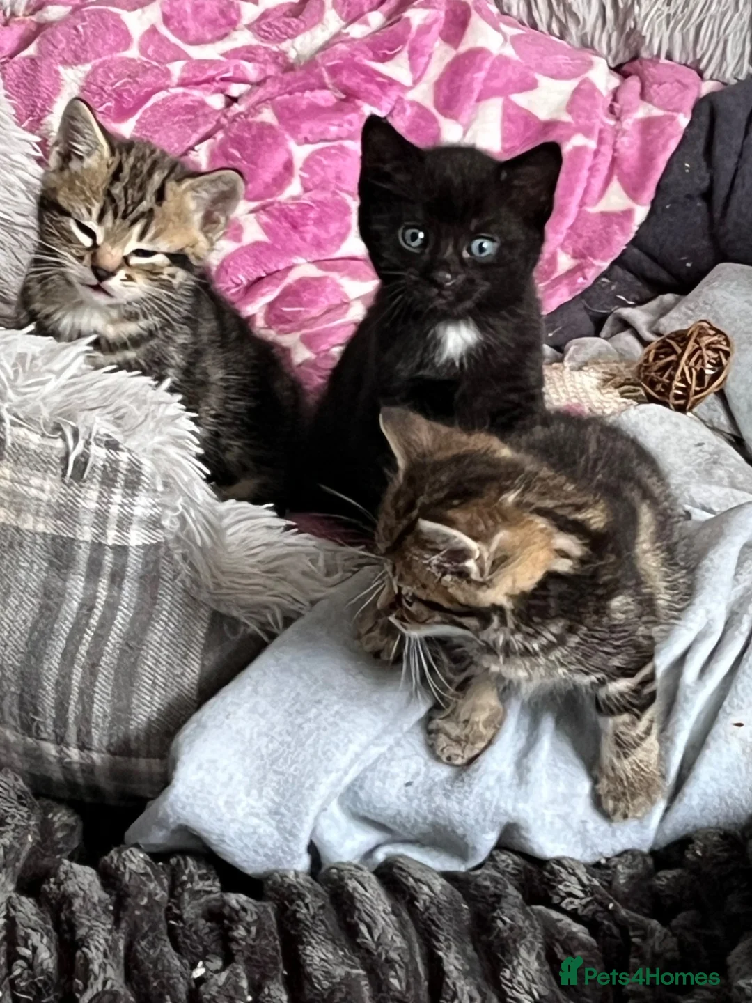 Mixed Breed cats for sale: 2 female tabby kittens  - Advert 3