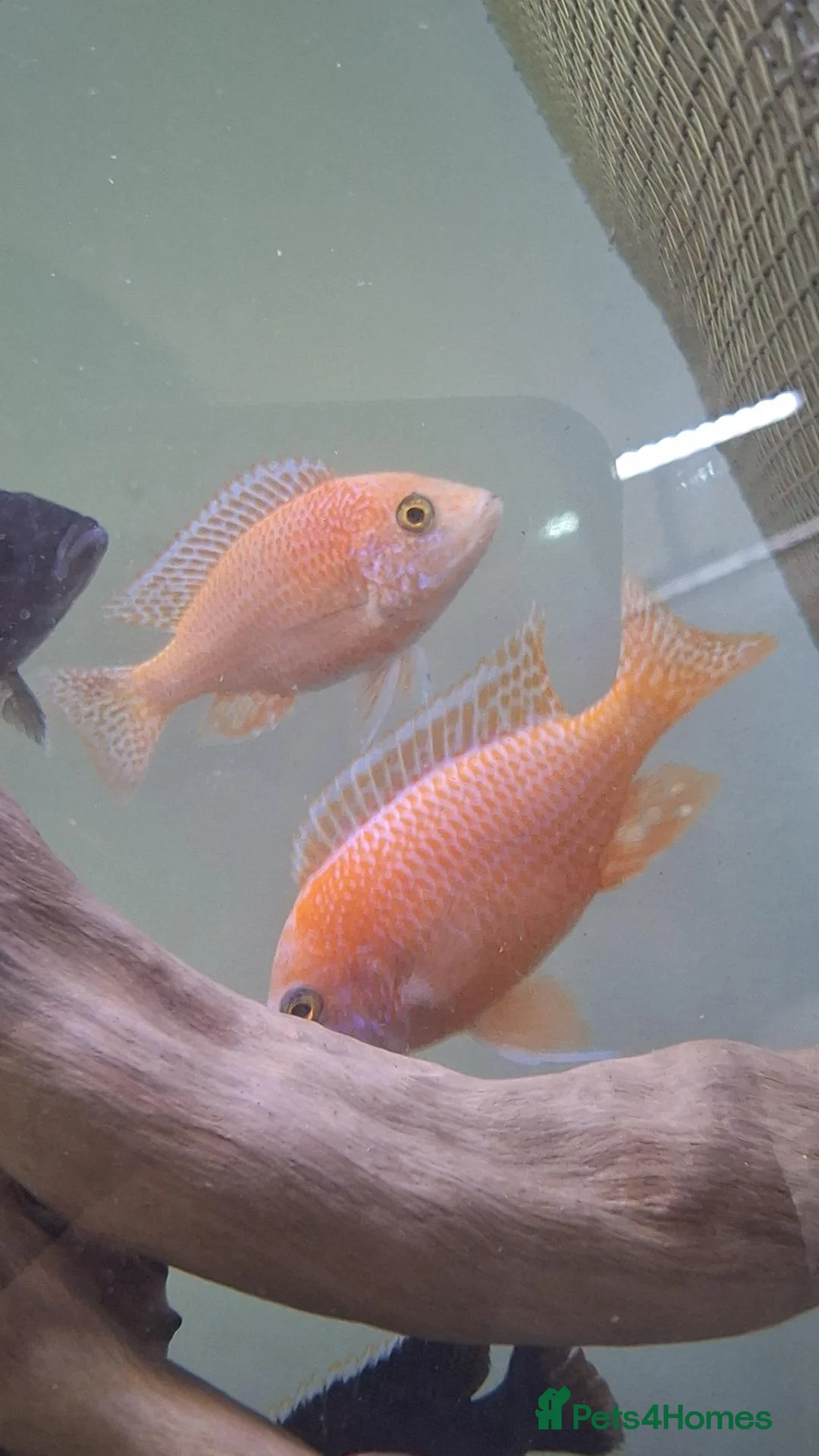 Other/Mixed Breed fish for sale: Various Fish For Sale. List&price in description. - Advert 1