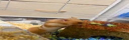 Hamster rodents for sale: 🐹 Male Syrian Hamster + Full Large Habitat 4 cage in Birmingham - Advert 1