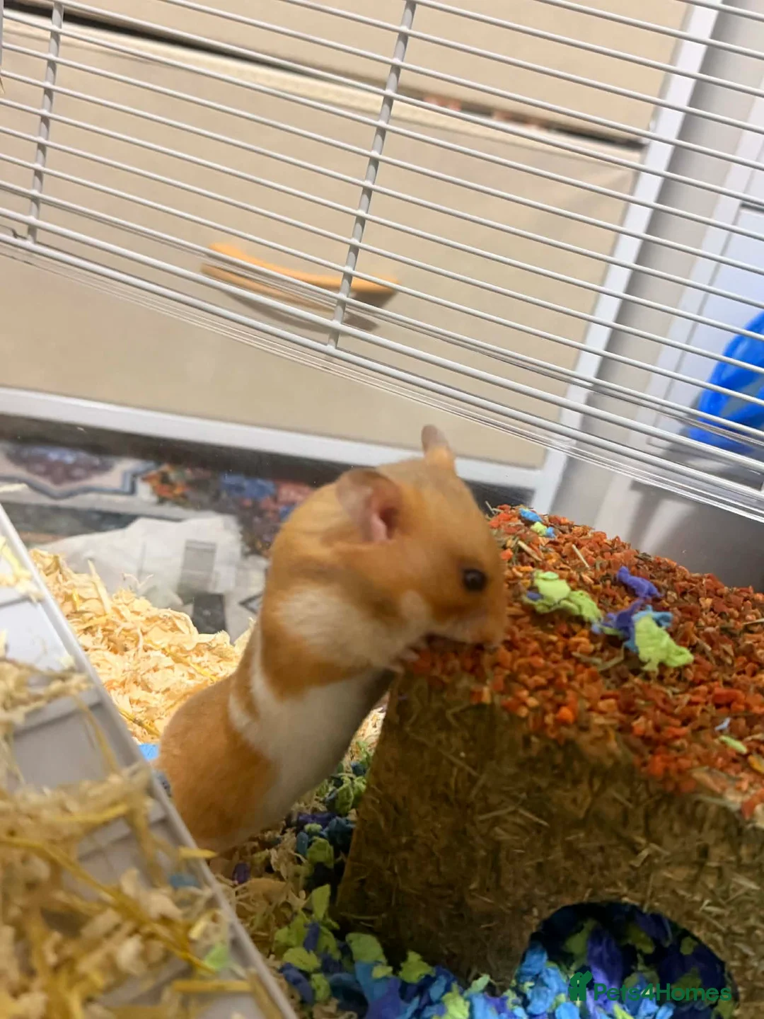 Hamster rodents for sale: 🐹 Male Syrian Hamster + Full Large Habitat 4 cage in Birmingham - Advert 1