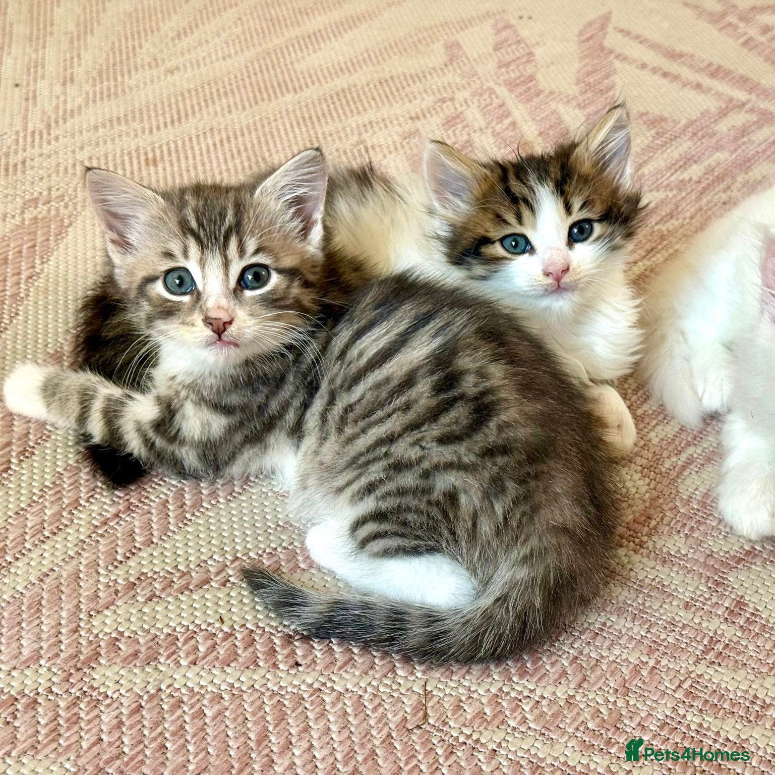 Siberian cats Fluffy kittens  - Advert 1